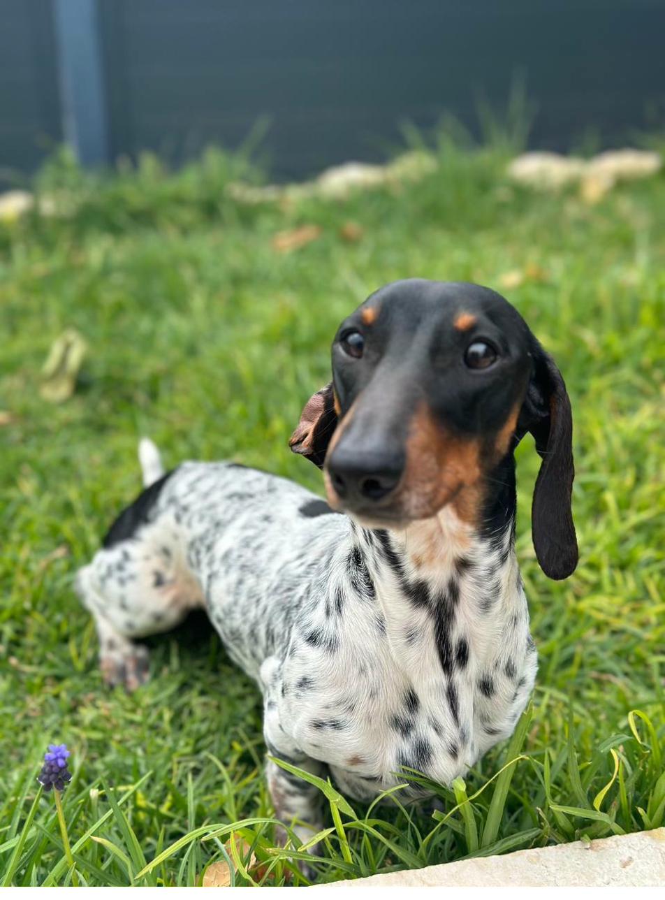 Лёнька (Lorik's Pay Lamark Credo)