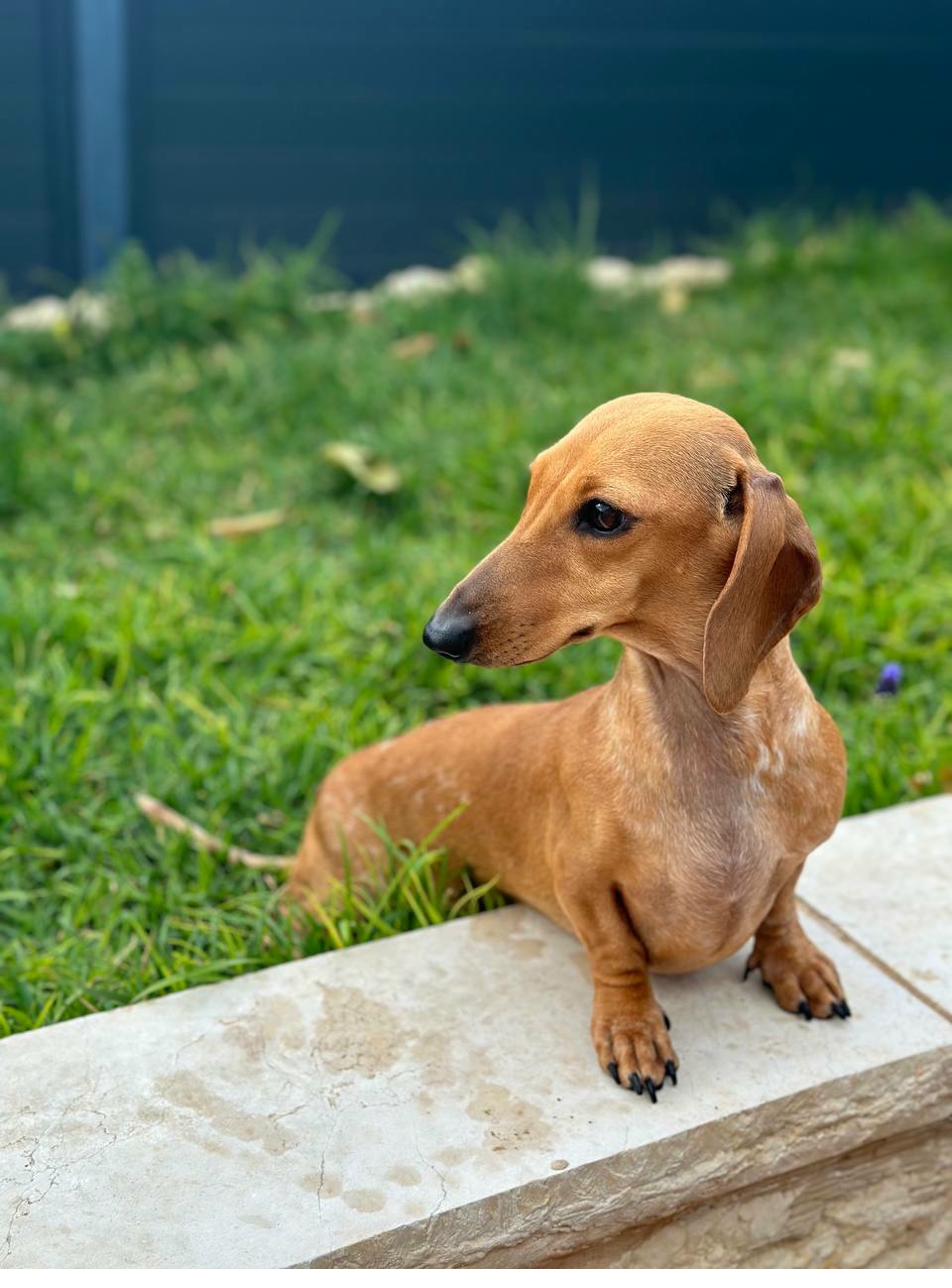 Стёпа (Lorik's Pai Stephanie's Credo)